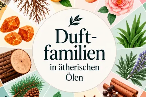 Duftrad mit zwölf Duftfamilien ätherischer Öle: zitrisch, fruchtig, blütig, grün, aromatisch, würzig, süß/anisisch, minzig/kampferartig, har